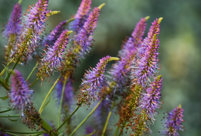 Veronica (Veronicastrum)