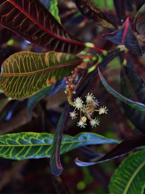 Flores de crotón