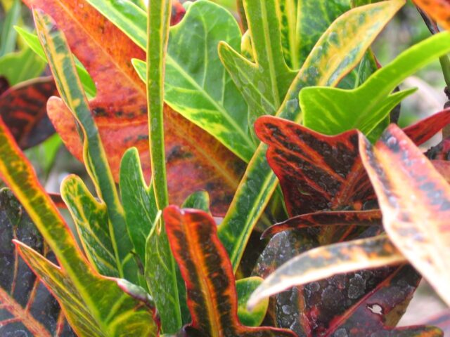 Hojas coriáceas
